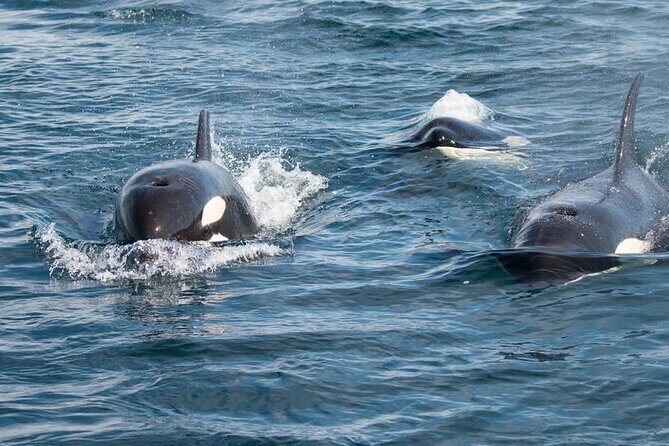 Private Ocean Safari in La Ventana: Marine Wildlife Experience - Key Points