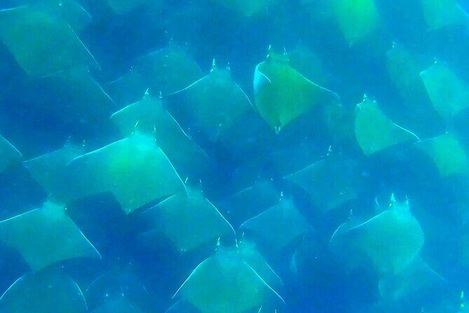 Private Ocean Safari in La Ventana: Marine Wildlife Experience - Marine Wildlife Encounters and Seasonal Highlights