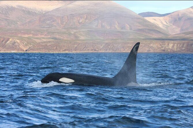 Private Ocean Safari in La Ventana: Marine Wildlife Experience - Fishing and Relaxing on the Shores