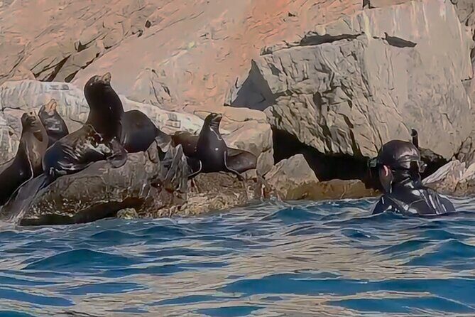 Private Ocean Safari in La Ventana: Marine Wildlife Experience - Pricing and Value