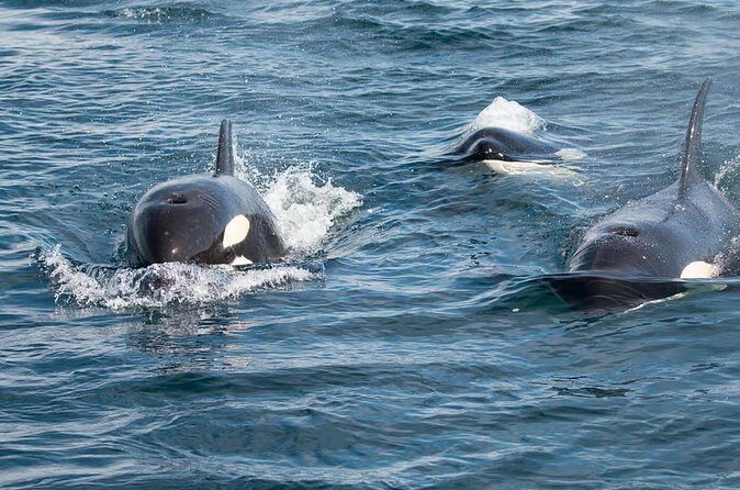 Private Ocean Safari in La Ventana: Marine Wildlife Experience - Transportation and Duration