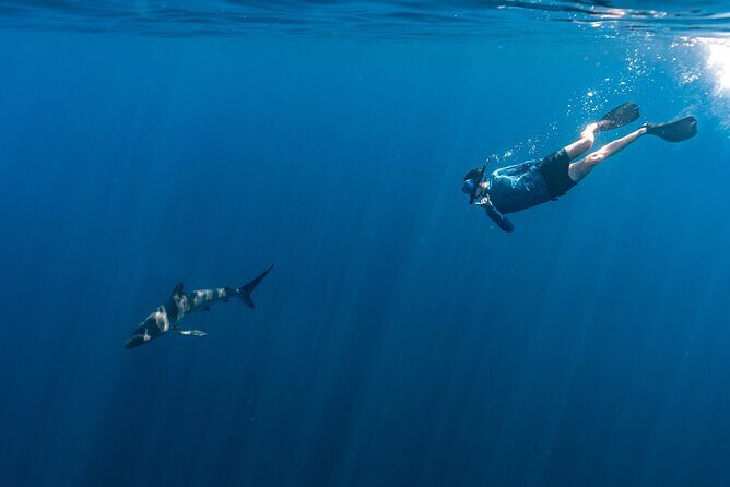 Private Ocean Seafari Swim with Wildlife in SJC - Key Points