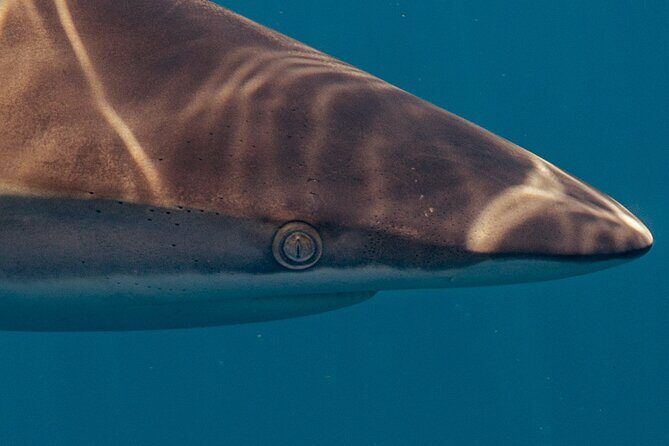 Private Ocean Seafari Swim with Wildlife in SJC - The Experience in Context: Price and Value