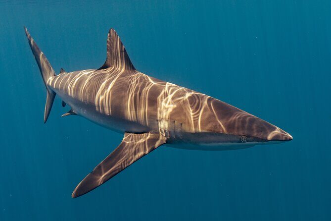 Private Ocean Seafari Swim with Wildlife in SJC - Is This Tour Suitable for You?