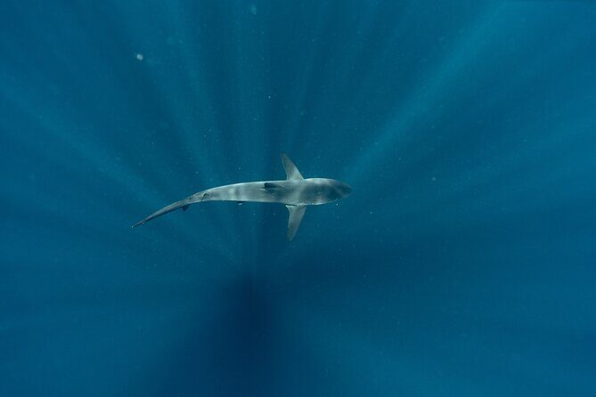 Private Ocean Seafari Swim with Wildlife in SJC - FAQ