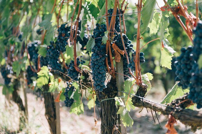 Private Off Road Wine Tour in Chianti from Siena - Final Thoughts