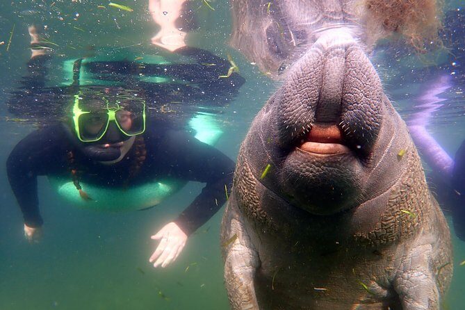 Private 'OG' Manatee Snorkel Tour with Guide for up to 10 people - Key Points