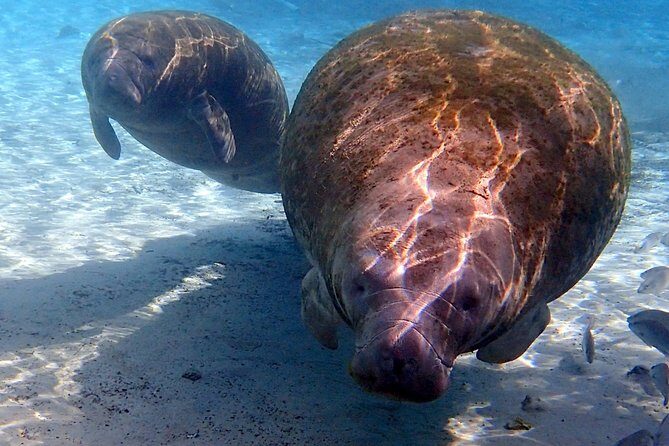 Private 'OG' Manatee Snorkel Tour with Guide for up to 10 people - What is the Tour Really Like?