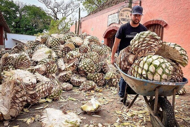 Private One Day Adventure Tour in Tequila and La Fortaleza Distillery - An In-Depth Look at the Tour Experience