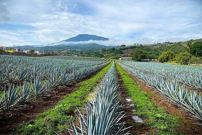 Private One Day Adventure Tour in Tequila and La Fortaleza Distillery - FAQ: Practical Questions About This Tour