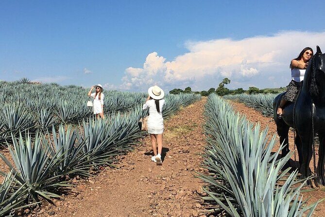Private One Day Tour in Los Guachimontones and José Cuervo Tequila - FAQ
