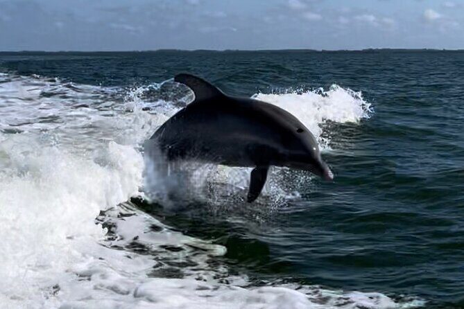 Private ONLY Dolphin Boat Tours - Key Points