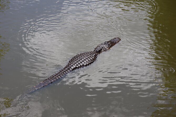 Private ONLY Dolphin Boat Tours - Safety and Restrictions