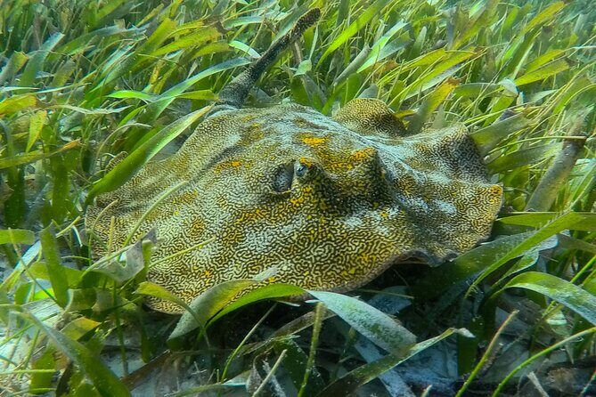 Private (only you) Reef Snorkeling in Puerto Morelos 2x40 minutes - An Inside Look at the Experience