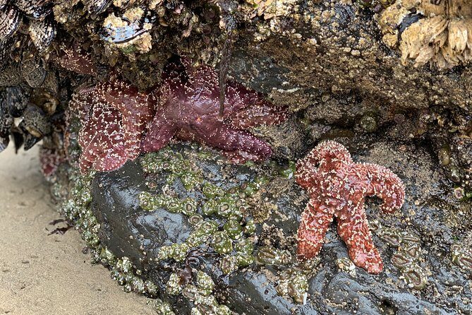 Private Oregon Coastal Tour to Cannon Beach and Haystack Rock - An In-Depth Look at the Oregon Coast Private Tour