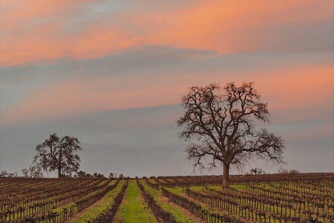 Private Paint and Sip Experience in Wine Country - The Sum Up