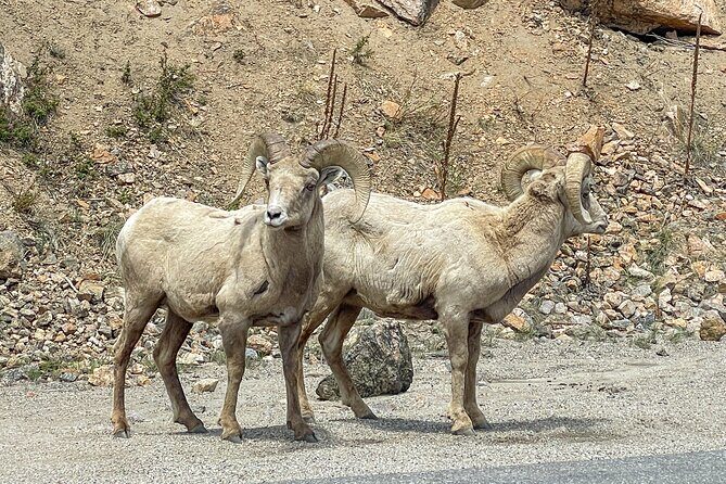 Private Pikes Peak Region Backcountry Half Day Adventure Tour - FAQ