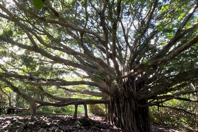 Private Pipiwai Trail Maui Open-Air Jeep Tour - Key Points