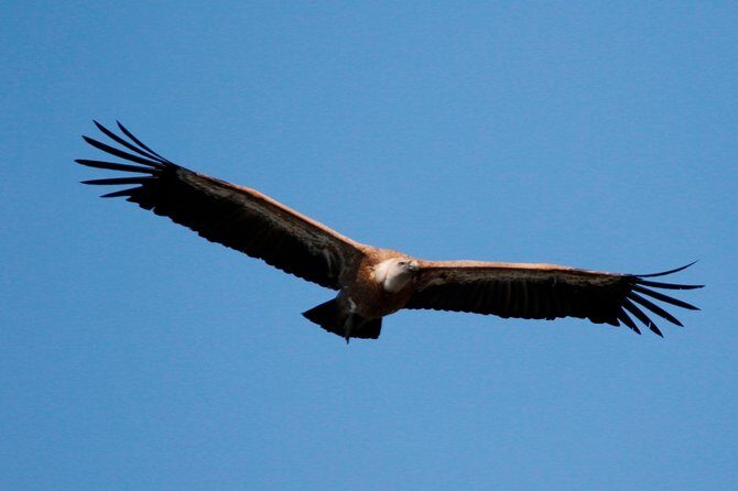 Private Plavnik Island Half-Day boat trip with capt. Bobo - Who Is This Tour Best Suited For?