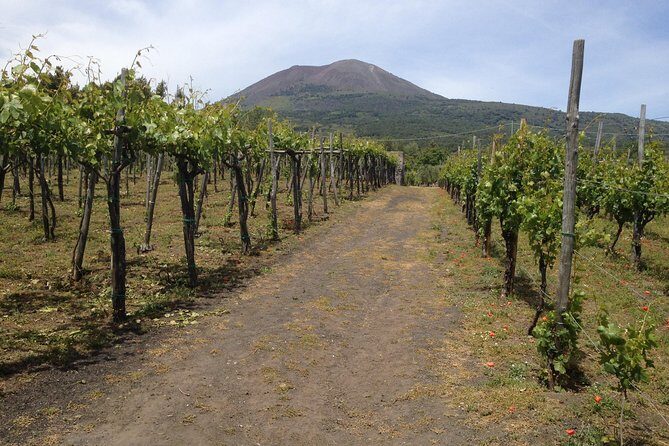 Private Pompeii, Herculaneum and Winery Tour from Naples - Is It Worth the Price?