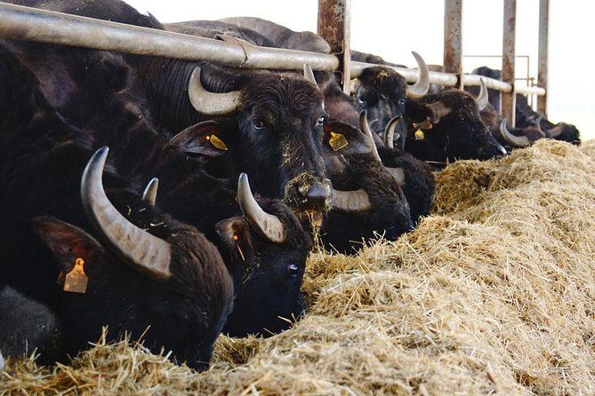 Private Pompeii, Sorrento & Mozzarella Making Tour from Naples - What Travelers Are Saying