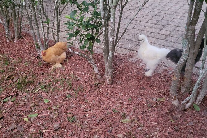 Private Rabbit and Chicken Petting Experience in Navarre - The Booking and Pricing