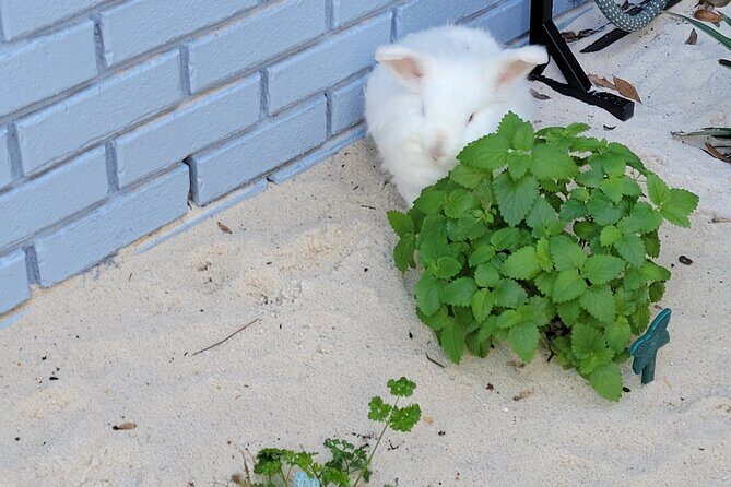 Private Rabbit and Chicken Petting Experience in Navarre - The Value of This Experience