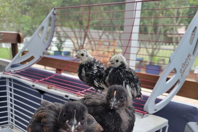 Private Rabbit and Chicken Petting Experience in Navarre - Who Will Love This Experience?