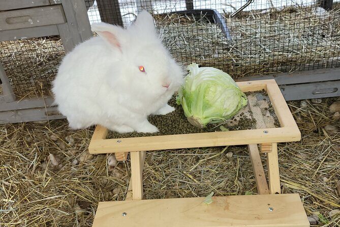 Private Rabbit and Chicken Petting Experience in Navarre - Final thoughts