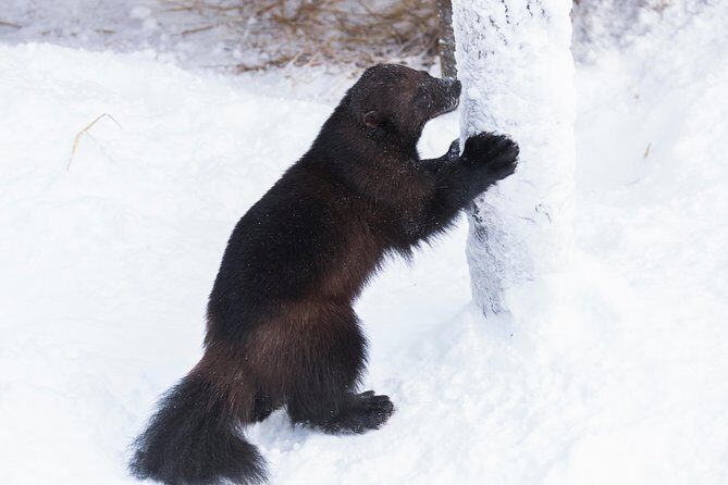 Private Ranua Zoo tour - FAQs