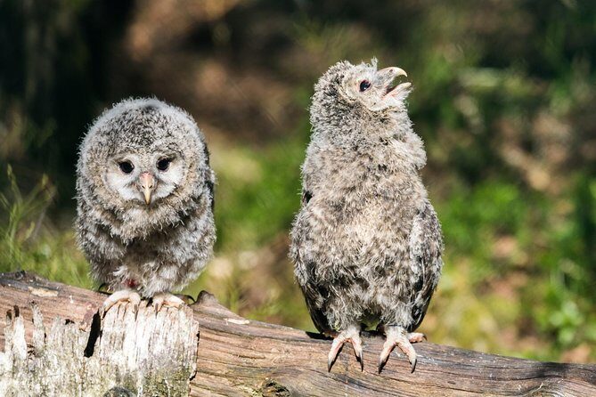 Private Ranua Zoo tour - Final Thoughts