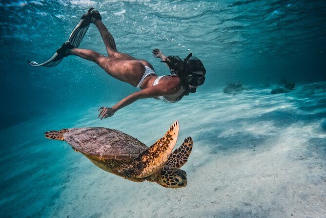 Private Rarotonga Turtle Tour - An In-Depth Look at the Tour Experience