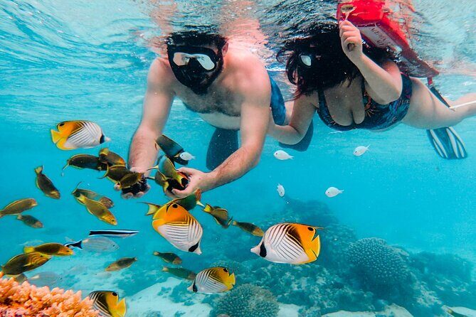 Private Rarotonga Turtle Tour - Is It Right for You?