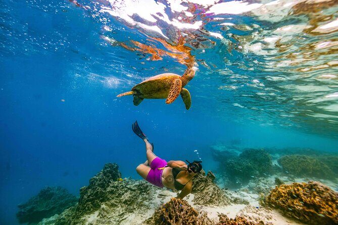 Private Rarotonga Turtle Tour - Frequently Asked Questions