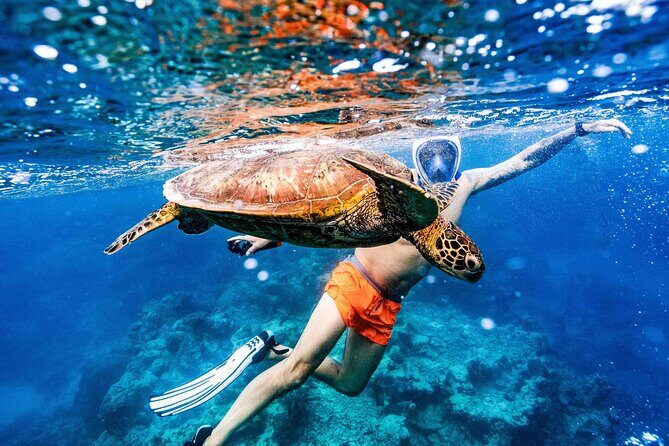 Private Rarotonga Turtle Tour - Final Thoughts