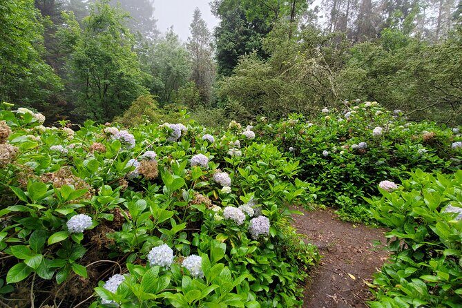 Private Redwood Forest Hiking Tour - Price and Value: Is It Worth It?