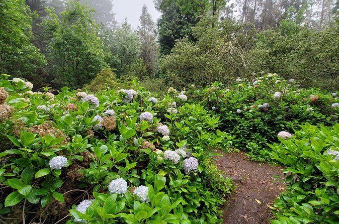 Private Redwood Forest Hiking Tour - Who Should Consider This Tour?