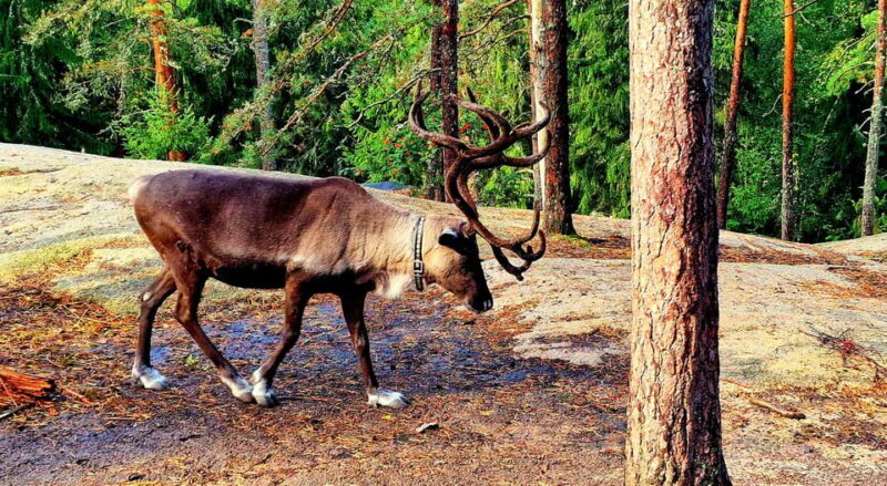 PRIVATE Reindeer Park Adventure by VIP Car - Key Points
