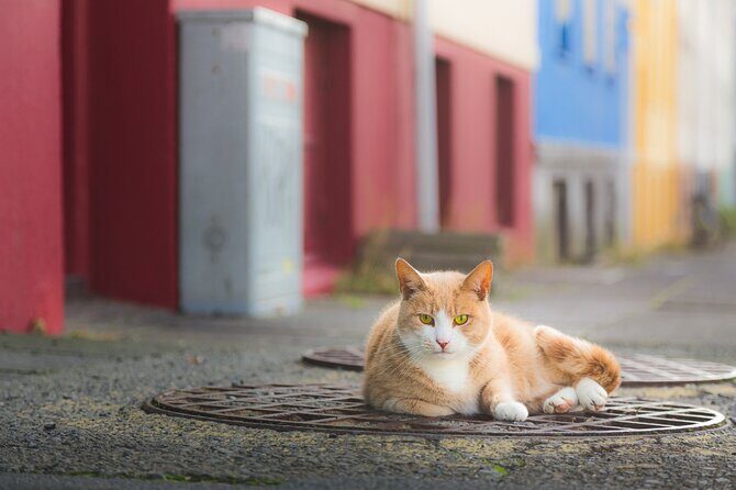 Private Reykjavik Cat Walking Tour - Final thoughts: Is this the tour for you?