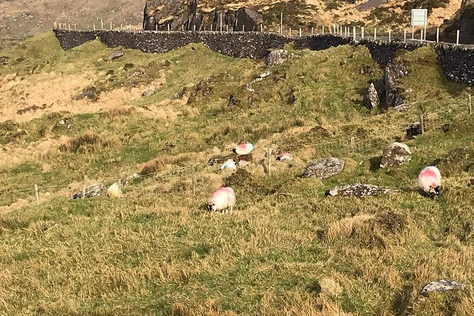 Private Ring of Kerry luxury tour with accredited guide - The Experience: What Travelers Say