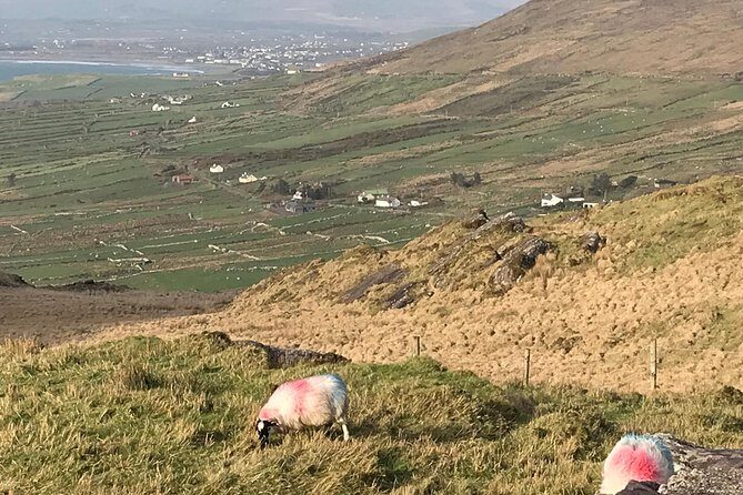 Private Ring of Kerry luxury tour with accredited guide - Who Should Consider This Tour?