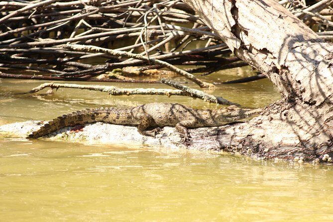 Private Rio Lagartos Flamingo and pink lakes - A Deep Dive into the Rio Lagartos Private Tour