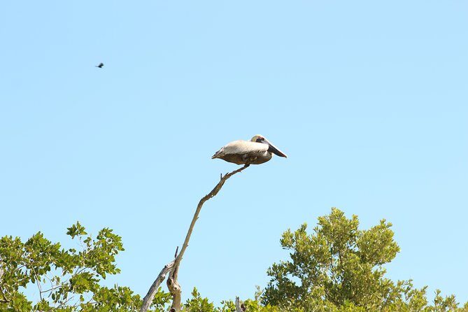 Private Rio Lagartos Flamingo and pink lakes - FAQ