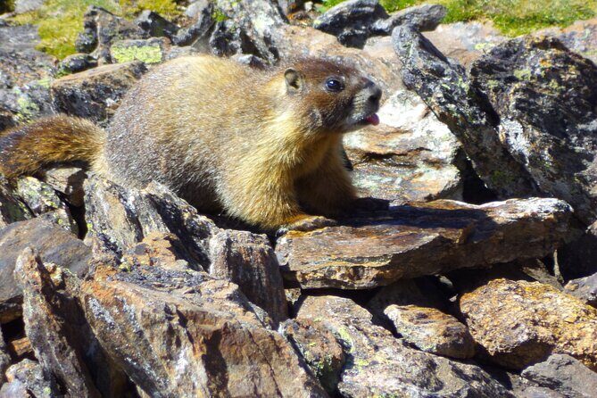 Private Rocky Mountain National Park 6 Hour Tour - Practical Details and Tips