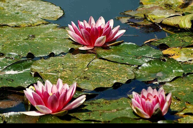 Private Rouen, Giverny Day trip from Paris with Michelin Lunch - Why Choose This Tour?