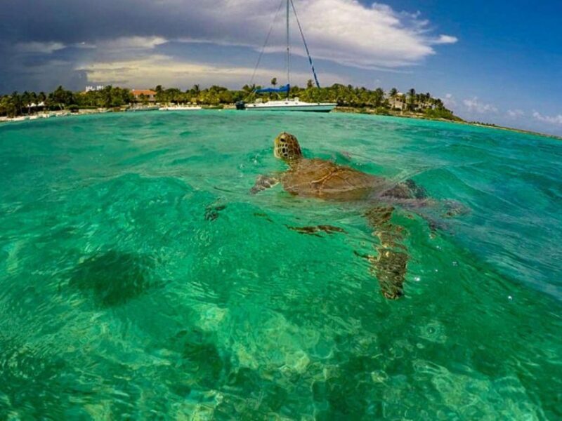 Private Ruins, Turtles Snorkel & Adventure Park with Lunch - Who Will Love This Tour?