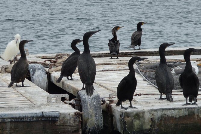 Private Sailing Tour -2 Hour (Up to 12 Passengers) - The Practicalities