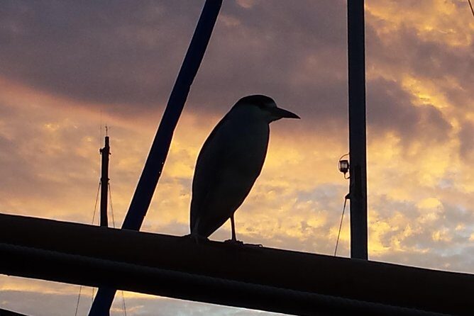 Private Sailing Tour -2 Hour (Up to 12 Passengers) - Authentic Perspectives from Guests