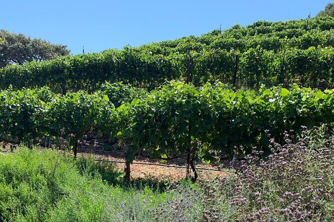 Private Santa Ynez Wine Tour (All-Inclusive) - FAQ