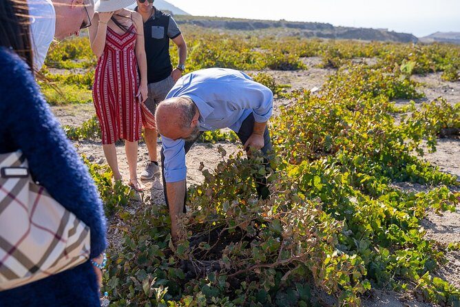 Private Santorini Wine Roads Tour with Tastings - The Logistics: What You Need to Know